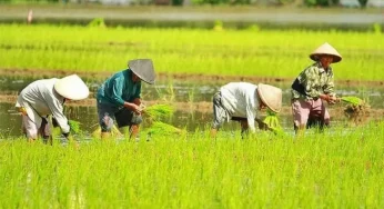 Digitalisasi Pertanian: Dari Efisiensi Produksi hingga Pemberdayaan Ekonomi Petani